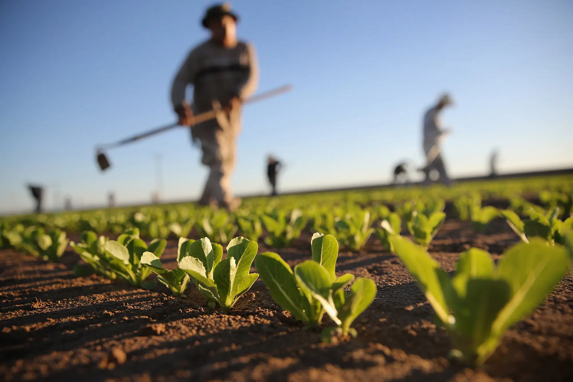 Nature Source Magasin Bio Vitre Agriculture Bio2 Nature Source Magasin Bio Vitre Agriculture Bio2