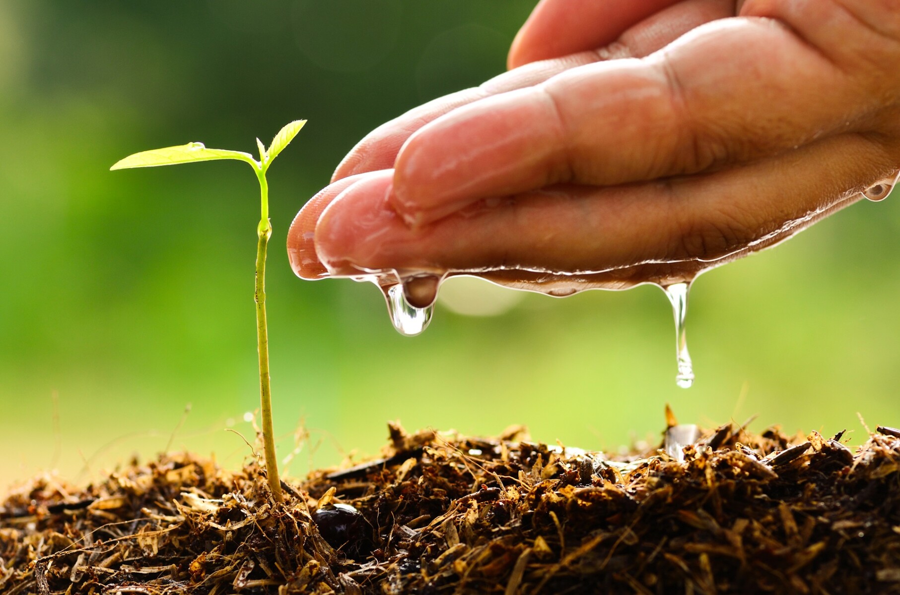 Seeding, Seedling, Male Hand Watering Young Tree Seeding, Seedling, Male Hand Watering Young Tree